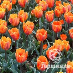 Тюльпан Оранж Боул-3