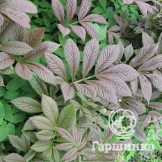 Роджерсия бузинолистная-4