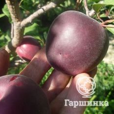 Черный принц-4