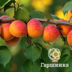 Мичуринец-4