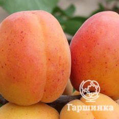 Полесский крупноплодный-3