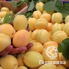 Ананасный-4