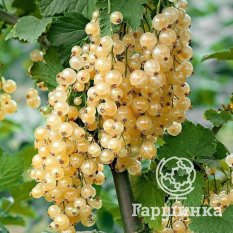 Витте Холландер-3