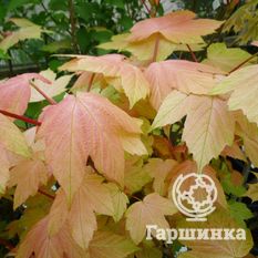 Ложноплатановый, или белый клён-4