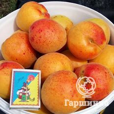 Колхозный-3