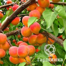 Колхозный-4