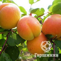 Полесский крупноплодный-4