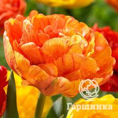 Тюльпан Санловер-3