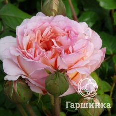 Сувенир Де Баден-Баден-2