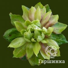 Виридифлора-3