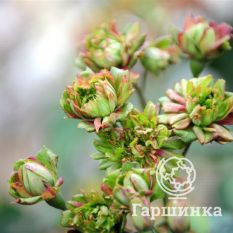 Виридифлора-4