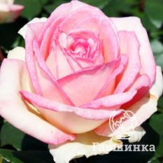 Сувенир Де Баден-Баден-3