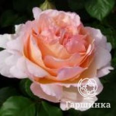 Сувенир Де Баден-Баден-4