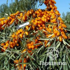 Августина-1