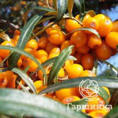 Августина-2