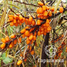 Августина-3