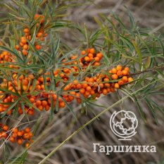 Алтайская-1