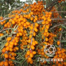 Алтайская-2