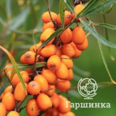 Алтайская-3