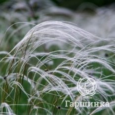 Ковыль перистый-3