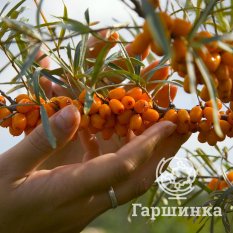 Дюймовочка-1