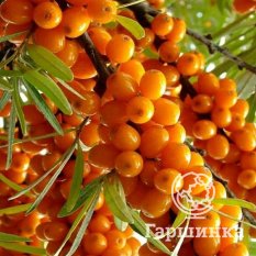 Дюймовочка-2