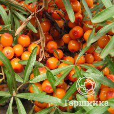 Дюймовочка-3