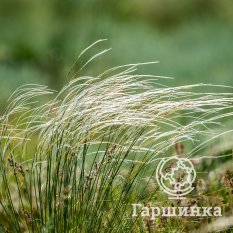 Ковыль перистый-4