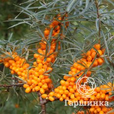 Елизавета-1