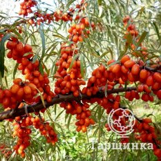 Елизавета-2