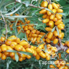 Елизавета-3