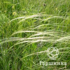 Ковыль перистый-2