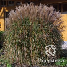 Мискантус Зильберфедер-3