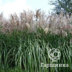 Мискантус Зильберфедер-2