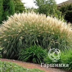 Мискантус Зильберфедер-4