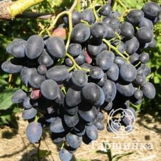 Надежда АЗОС-4