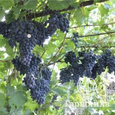 Надежда АЗОС-2