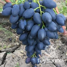 Надежда АЗОС-3