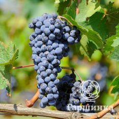 Неретинский-4