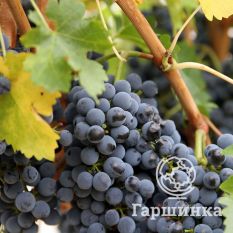 Неретинский-2