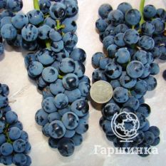 Неретинский-3