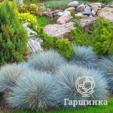 Овсяница сизая-3