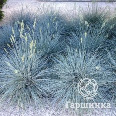 Овсяница сизая-4