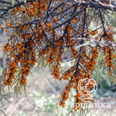 Превосходная-1