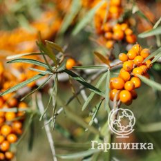 Превосходная-2