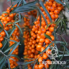 Превосходная-3