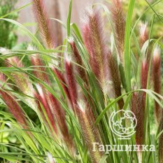 Пеннисетум Ред Хэд-3