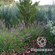 Пеннисетум Ред Хэд-4