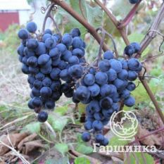 Первенец Амура-4