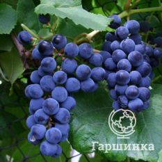 Первенец Амура-2